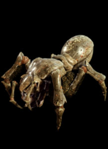 Female spderbug 2